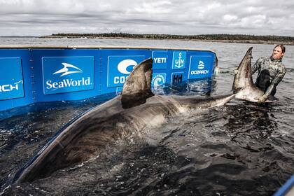 Nukumi, un ejemplar de tiburón blanco hembra que fue capturado en las cosas de Nueva Escocia, Canadá
