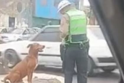 Policía de tránsito se llevó el aplauso de cientos de personas gracias a su accionar con pequeño perrito (foto: Captura de video / TikTok)