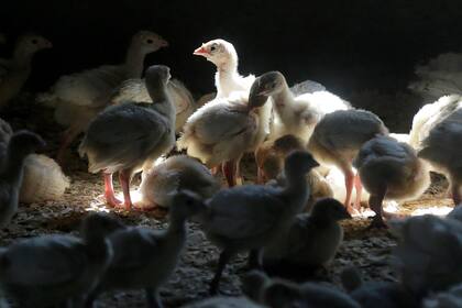 Pollos siendo sometidos a una prueba de detección de gripe aviar