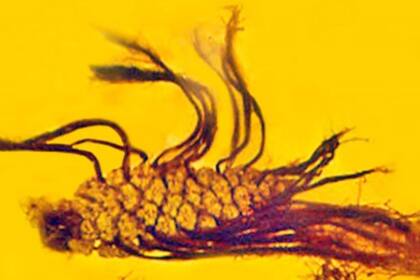 Primera evidencia fósil de germinación precoz preservada en ámbar.  Una piña, de aproximadamente 40 millones de años fue descubierta encerrada en ámbar báltico del que están emergiendo varios tallos embrionarios
