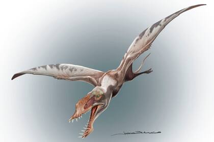Restos del pachagnathus benitoigen fueron hallados en abril de 2015, en Marayes en el departamento sanjuanino de Caucete