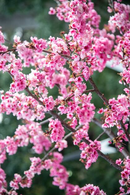Cómo cultivar el cerezo de flor, árbol ornamental