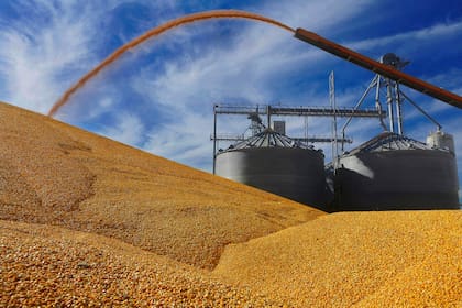Según un informe privado, ya se anotaron 15,6 millones de toneladas de maíz de la campaña 2023/24
