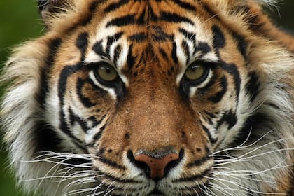 Tigre de Sumatra, en peligro de extinción