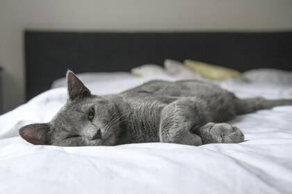 Todos los tips para comprar la mejor cama para tu gato