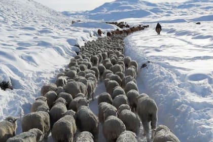 Traslados obligados de ovejas ante la reducción de la oferta de pasto