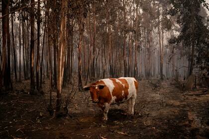 Un buey está rodeado de árboles quemados en Santa Juana, Chile, el domingo 5 de febrero de 2023. Los incendios forestales se están extendiendo en el sur y centro de Chile, provocando evacuaciones y la declaración de estado de emergencia en algunas regiones. Las autoridades informaron el martes 14 de febrero de 2023 que 4.600 animales fueron calcinados por las llamas, entre ellos, aves de corral, ovejas, cabras y vacunos. (Foto AP/Matías Delacroix)