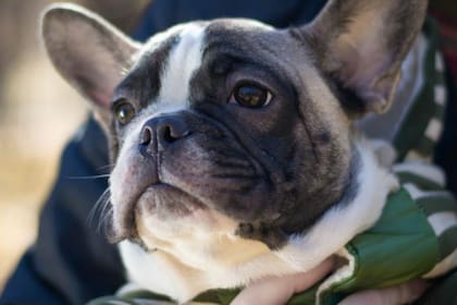 La pareja manejaba un criadero ilegal de bulldogs franceses
