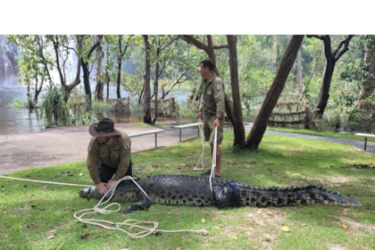 Un cocodrilo gigante de más de tres metros de longitud deambulaba por un parque de Australia