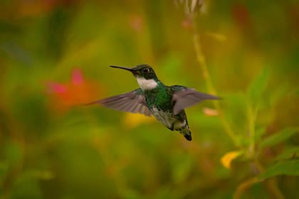 Un colibrí sobrevoló un jardín de una casa en Córdoba y sorprendió a los lugareños