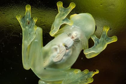 Un estudio explica cómo  un particular tipo de rana tiene la capacidad de volverse prácticamente invisible