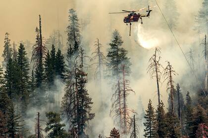 Un helicóptero arroja agua sobre el incendio Washburn en el Parque Nacional Yosemite, en California, el sábado 9 de julio de 2022. (AP Foto/Noah Berger)