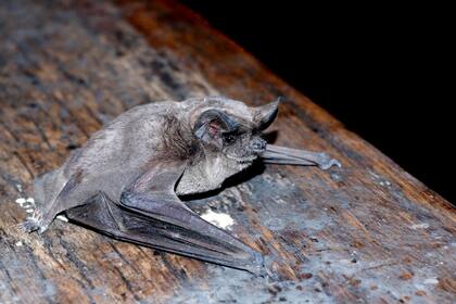 Un murciélago con rabia fue detectado en La Plata hace dos semanas