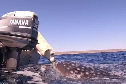 Un perrito se saludó de una manera muy particular con un tiburón ballena en aguas australianas (Crédito: Captura/revista People)