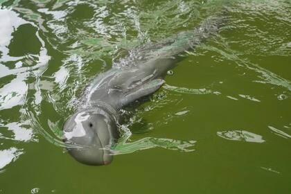 Una cría de delfín, bautizada como Paradon, nada en el Centro Investigación y Desarrollo de Recursos Marinos y Costeros de Rayong, en el este de Tailandia, el 26 de agosto de 2022. La cría de delfín del Irrawaddy, enferma y demasiado débil para nadar, se estaba ahogando en un charco formado por la marea en la costa de Tailandia cuando la encontraron unos pescadores. (AP Foto/Sakchai Lalit)