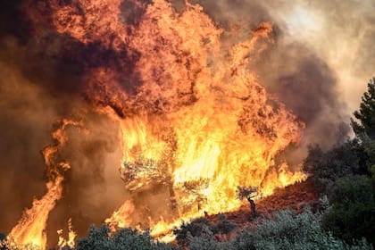 Una fotografía muestra llamas quemando vegetación durante un incendio forestal cerca de Prodromos, 100 km al noreste de Atenas, el 21 de agosto de 2023
