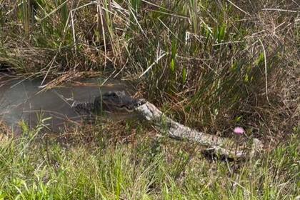 Una mujer captó el momento en que un caimán devoraba una pitón en el Parque Nacional de los Everglades, en Florida