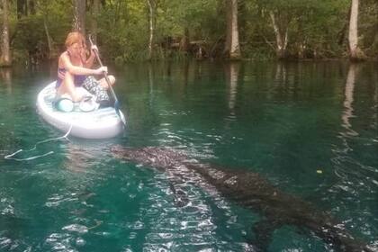 Una mujer se trasladaba con su tabla en un estanque de Florida, cuando se le acercó un cocodrilo a quien enfrentó para alejarlo.