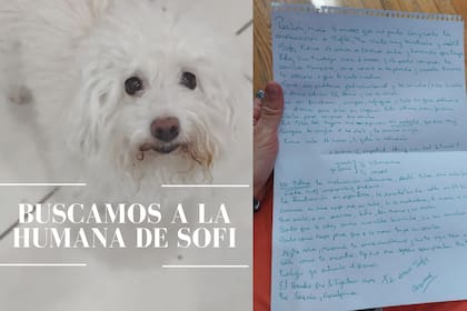 Una perra fue abandonada junto a una carta que explica el doloroso motivo