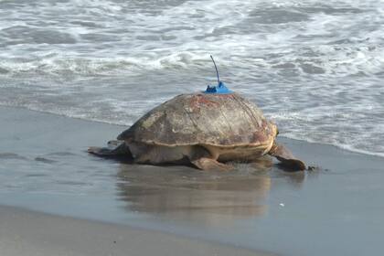 Una tortuga boba llamada Rocky es liberada al océano Atlántico el miércoles 15 de febrero de 2023, en Juno Beach, Florida. (AP Foto/Cody Jackson)