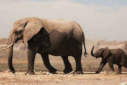 Unos 22 elefantes han sido hallados sin vida en distintos parques de Zimbabwe. Fuente: Pinterest