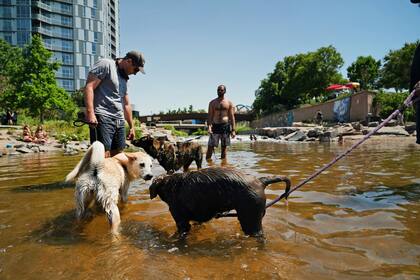 Unos perros juegan en el agua de la confluencia del río South Platte y del Cherry Creek en Denver, el lunes 14 de junio de 2021. (AP Foto/Brittany Peterson)
