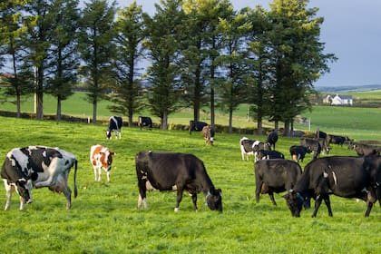 Irlanda tiene 135.000 productores con una superficie media de 33 hectáreas por campo