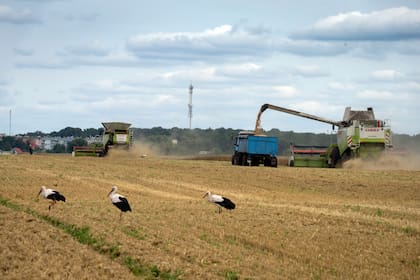 Varias cigüeñas permanecen delante de las cosechadoras en un campo de trigo el martes 9 de agosto de 2022, en el pueblo ucraniano de Zghurivka. (AP Foto/Efrem Lukatsky)