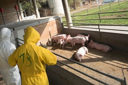 Veterinarios inspeccionan una granja de cerdos