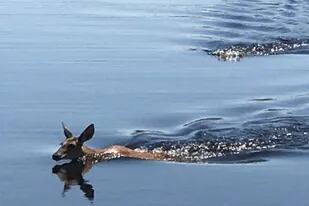 La imagen de un cocodrilo persiguiendo a un ciervo en Florida que asombra a  todos - LA NACION