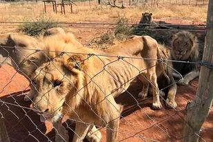 El dramático rescate de 10 leones criados en cautiverio para ser cazados -  LA NACION