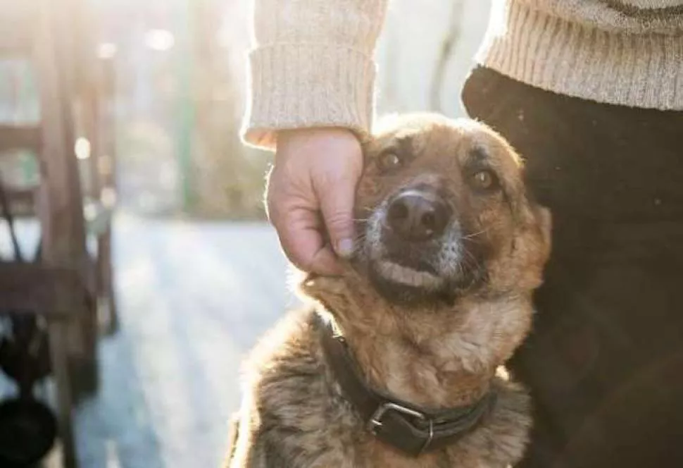 hay un dia internacional del perro