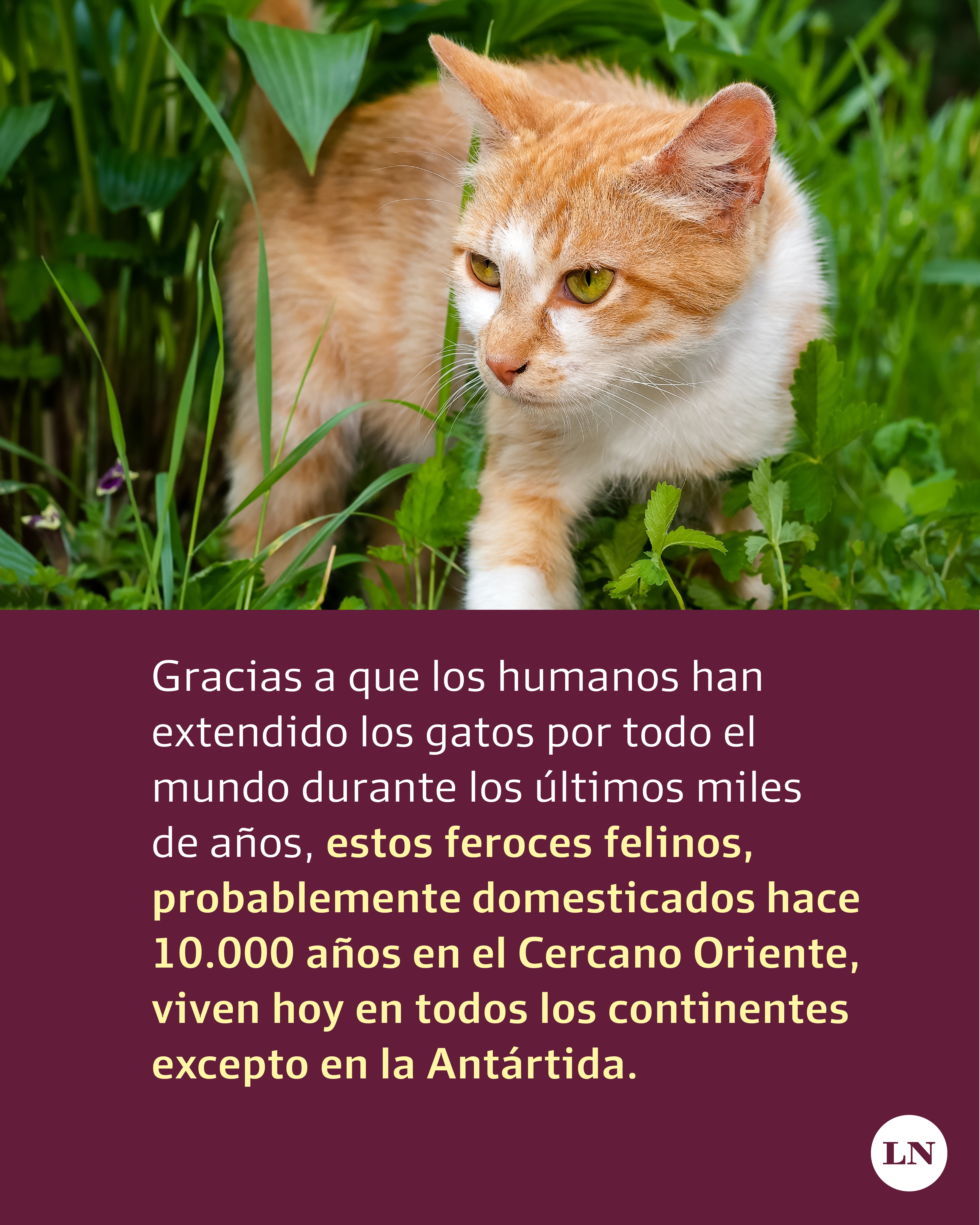 Por qué los gatos extinguen más especies que cualquier otro depredador